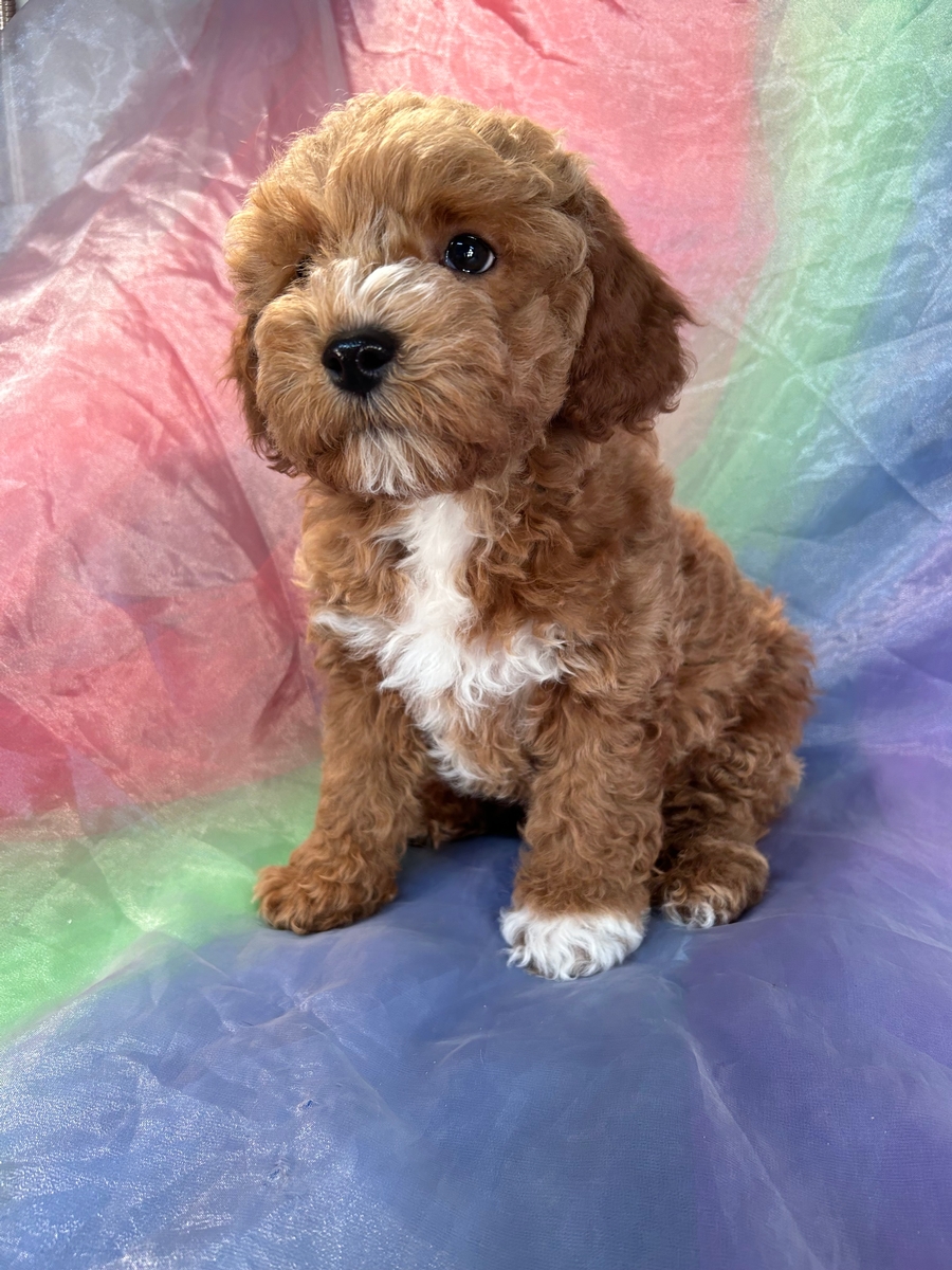 Male Schnoodle Puppy for Sale in Iowa, DOB 10-28-22